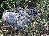 English: Stone in Marzysz (gmina Daleszyce) - nature monument