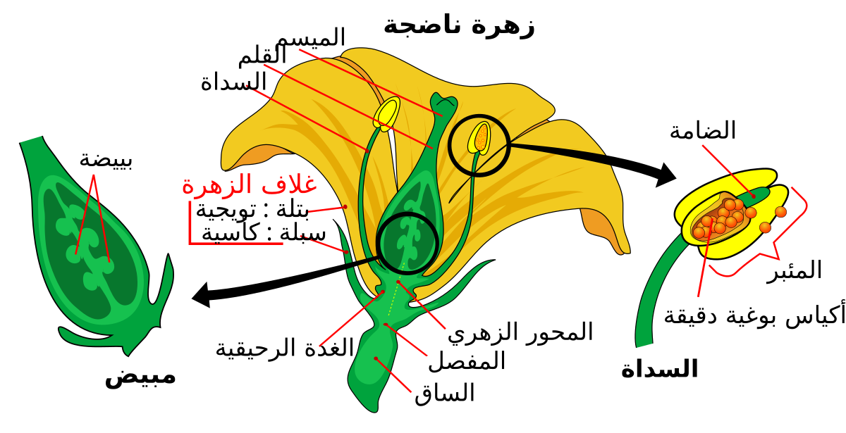 الجزء المذكور في الزهره ينتج