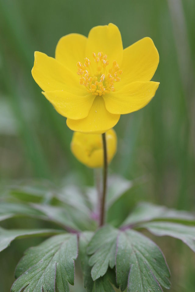 Лютик едкий (Ranúnculus Ácris