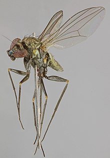 Medetera truncorum ayol, Dysert, Shimoliy Uels, iyul, 2013 (16273709754) .jpg