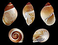 * Nomination Shell of a Brazilian land snail, Megalobulimus gummatus --Llez 05:13, 22 September 2013 (UTC) * Promotion  Support ok --Christian Ferrer 05:48, 22 September 2013 (UTC)