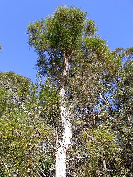 File:Melaleuca decora Field of Mars.jpg