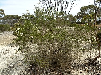 Habit near the Scaddan Road Melaleuca quadrifaria (habit).JPG