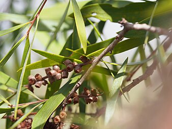 Foliage and fruiting capsules. Melaleuca stenostachya 02.JPG