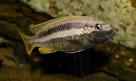 Melanochromis