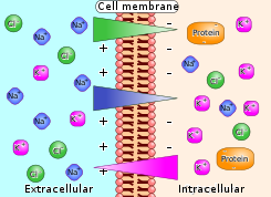 Membrane potential ions en.svg