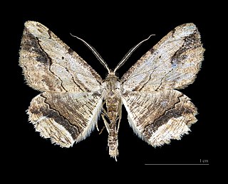 <i>Menophra abruptaria</i> Species of moth