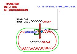 A diagrammatic illustration of the transfer of an acyl-CoA molecule across the inner membrane of the mitochondrion by carnitine-acyl-CoA transferase (CAT). The illustrated acyl chain is, for diagrammatic purposes, only 12 carbon atoms long. Most fatty acids in human plasma are 16 or 18 carbon atoms long. CAT is inhibited by high concentrations of malonyl-CoA (the first committed step in fatty acid synthesis) in the cytoplasm. This means that fatty acid synthesis and fatty acid catabolism cannot occur simultaneously in any given cell. Metabolism3.jpg