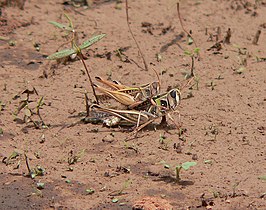 Metaxymecus gracilipes