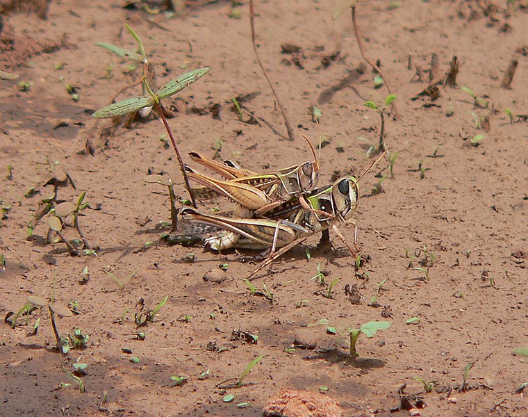 File:Metaxymecus gracilipes pair.jpg