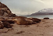 Southern elephant seal harem on a beach on the Kerguelen Islands Mirounga leonina harem.JPG