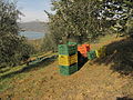 Montecolognola Olive harvest cases.JPG