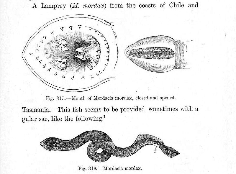 File:Mordacia mordax.jpg