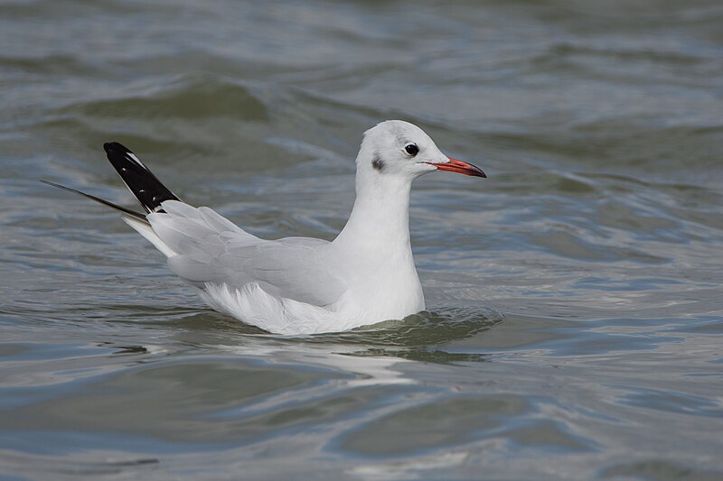 File:Mouette rieuse (Black-headed Gull) Chroicocephalus ridibundus 001.jpg