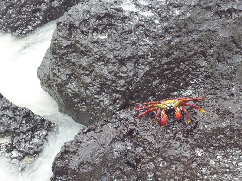 File:Multi Color Crab walking on Tortuga Bay photo by Alvaro Sevilla Design.JPG