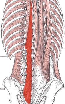 Musculi multifidi