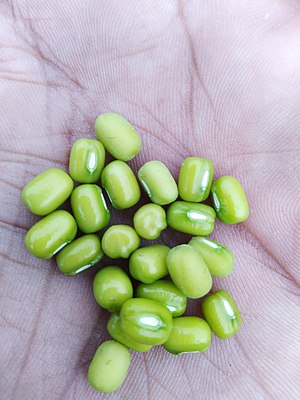 Mung Bean