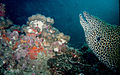 Muréna tengeri hal ( a kép jobb szélén)