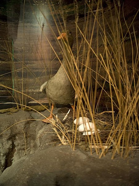 File:Museo de la Naturaleza de Cantabria (232).jpg