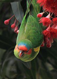 Musk Lorikeet (Glossopsitta concinna), Cheltenham Park, Victoria, Australia