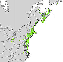 Myrica pensylvanica range map.jpg