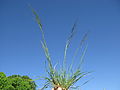 Nassella neesiana plant10 (10833742376).jpg