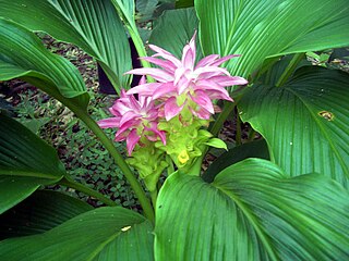 <i>Curcuma australasica</i> Species of flowering plant