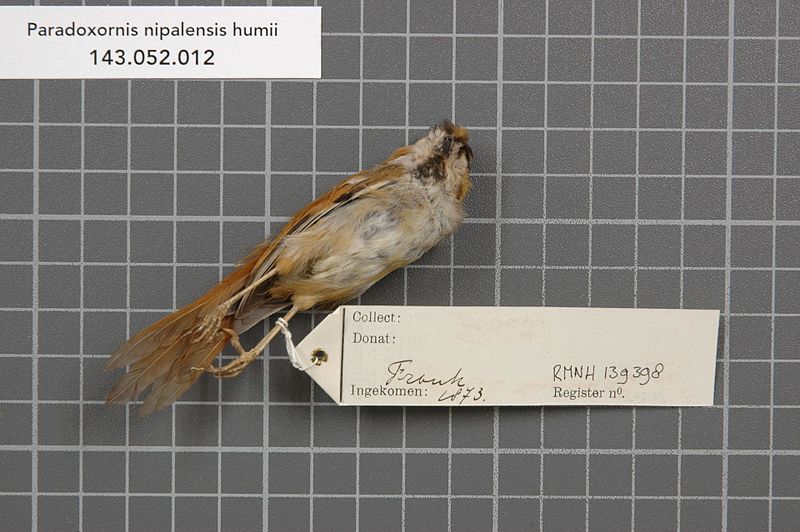 File:Naturalis Biodiversity Center - RMNH.AVES.139398 2 - Paradoxornis nipalensis humii (Sharpe, 1883) - Timaliidae - bird skin specimen.jpeg