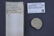 Calliostoma zizyphinum (Linnaeus, 1758)