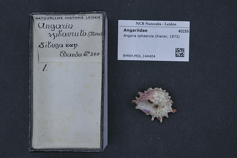 File:Naturalis Biodiversity Center - RMNH.MOL.144404 - Angaria sphaerula (Kiener, 1873) - Angariidae - Mollusc shell.jpeg