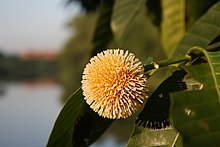 Neolamarckia Cadamba Flower.jpg 