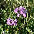 Neotinea tridentata Italy - Apulien/Puglia