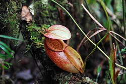 A typical lower pitcher from Mount Masay Nepenthes surigaoensis.jpg