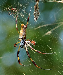 Nephila-clavipes-2.jpg