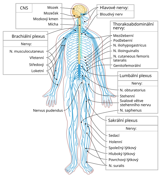 File:Nervous system diagram-cs.svg