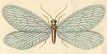 Nevrorthus iridipennis