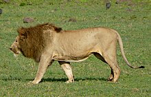 Panthera spelaea - Wikipedia