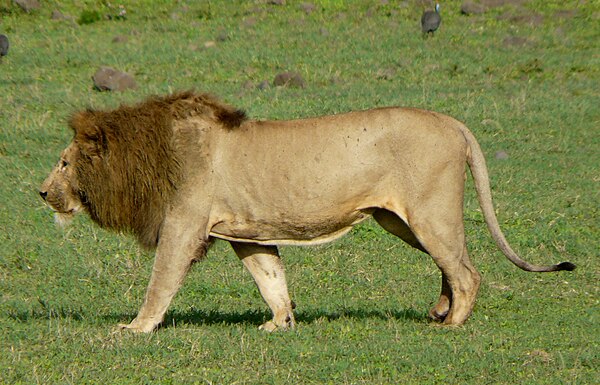 Image: Ngorongoro Crater (26) (cropped)