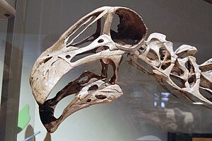 Schädel von Nigersaurus