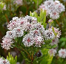 Northern Spiderhead (Serruria fucifolia) (32124577804).jpg