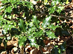 Houx (Ilex aquifolium), dans l'arboretum.