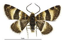 Notoreas ortholeuca male.jpg