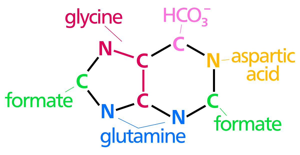 Пурин (purine). Синтез пуринов PRPP. Глутамин строение. Aspartic PCA. Zn hco3 2