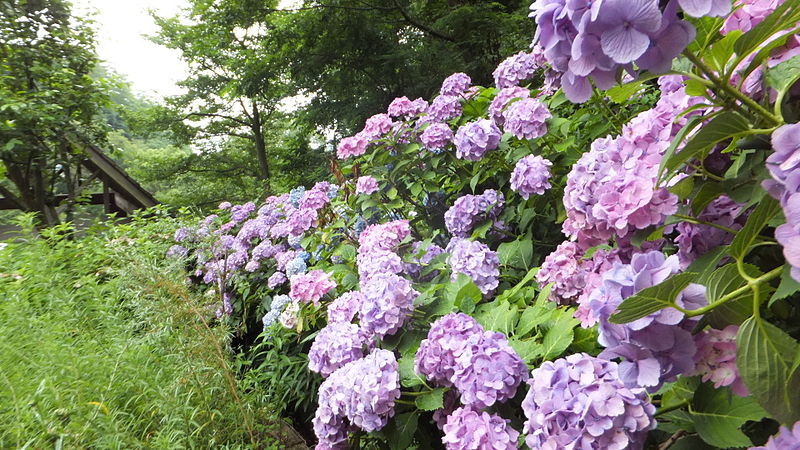 File:Nunobiki Herb Garden in 2014-7-6 No,34.JPG