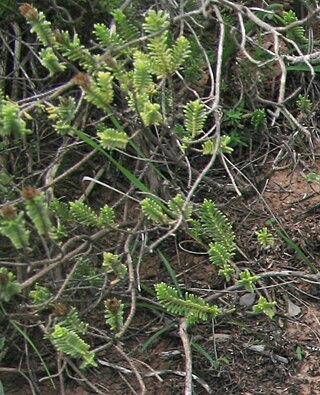 <i>Oedera uniflora</i> Shrublet in the daisy family from South Africa