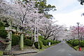 English: Cherry blossom trees in Ogi Park. 日本語: 小城公園の桜並木。