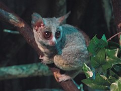 Senegal-Galago (Galago senegalensis)