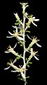 Olearia exiguifolia