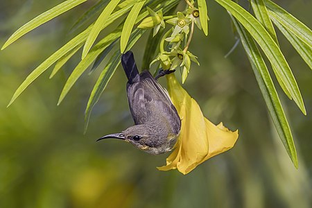 ♀ Cinnyris jugularis flammaxillaris (Olive-backed sunbird) on Phi Phi Island, Thailand