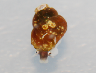 <i>Oncomelania minima</i> Species of gastropod